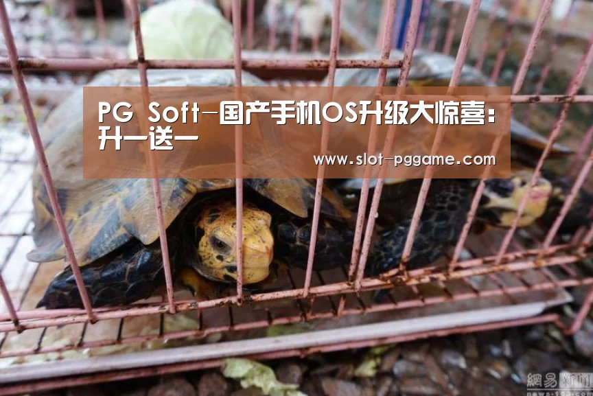 PG Soft-国产手机OS升级大惊喜:升一送一(图3) PG Soft